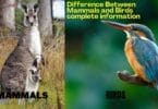 Difference Between Mammals and Birds complete information