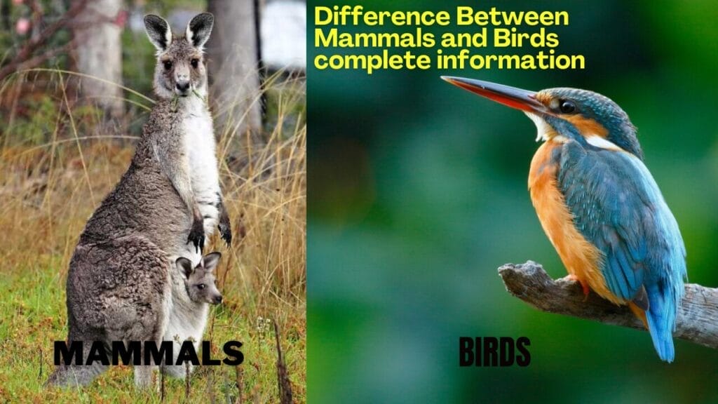 Difference Between Mammals and Birds complete information