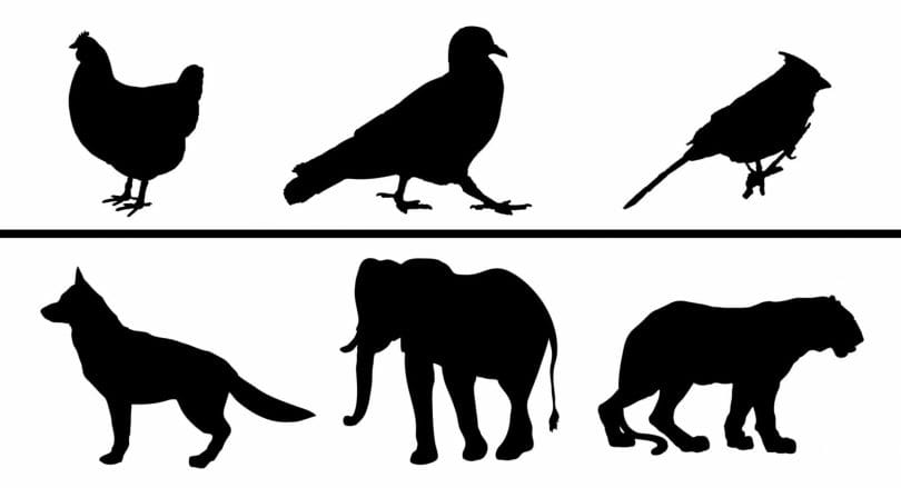 Difference Between Mammals and Birds