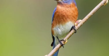 Eastern Bluebird