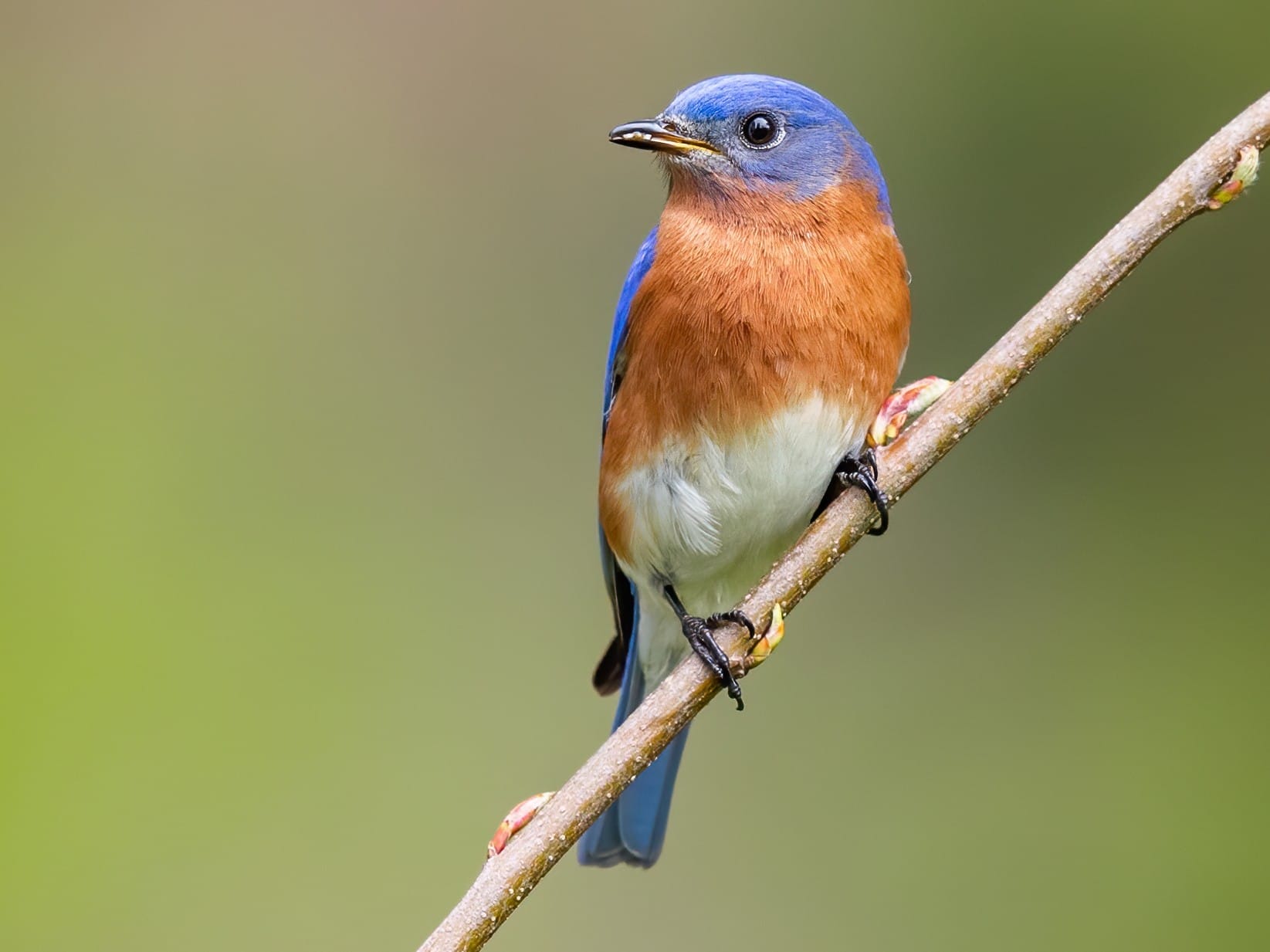 Wild Birds Unlimited Eastern Bluebird Eastern Bluebird