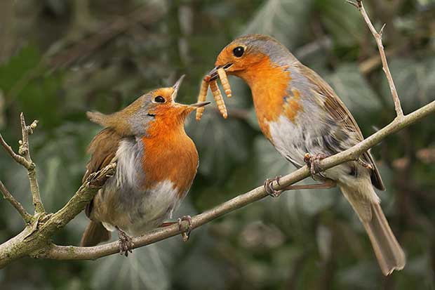 How Do Birds Mate