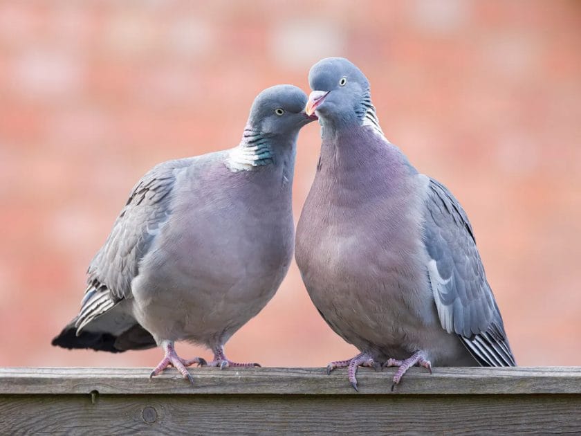 How Do Birds Mate