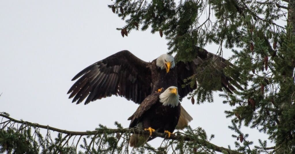 How Do Birds Mate