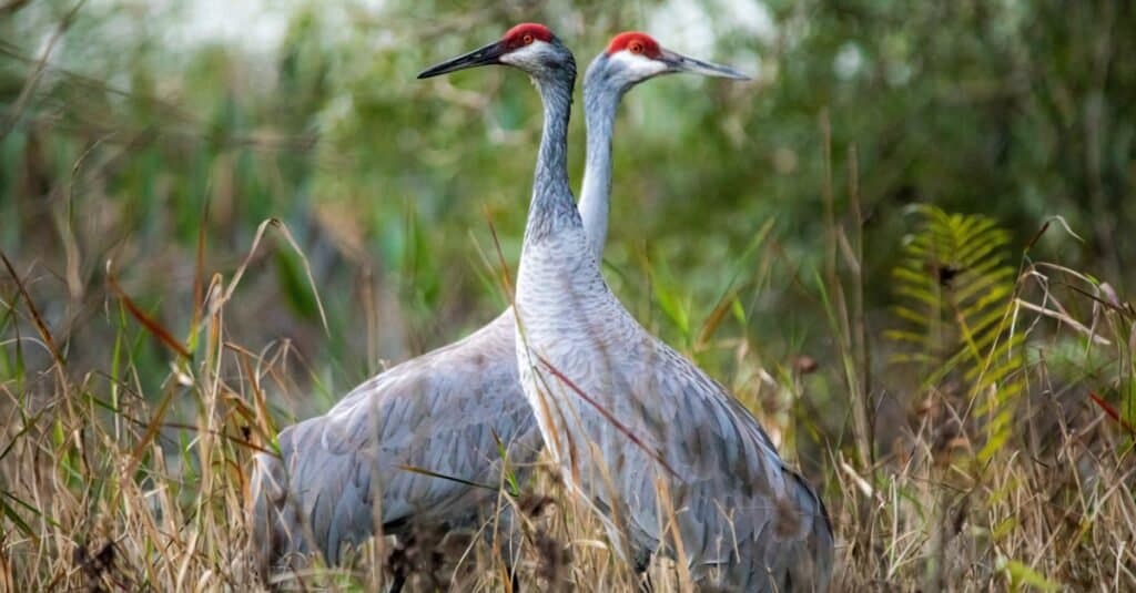 How Do Birds Mate