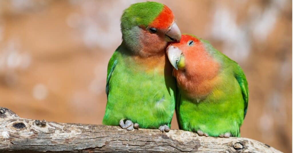 How Do Birds Mate