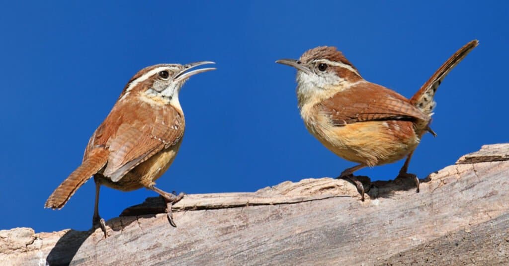 How Do Birds Mate