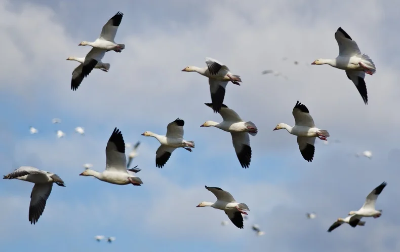 twittering birds never fly the clouds gather twittering birds never fly the clouds gather
