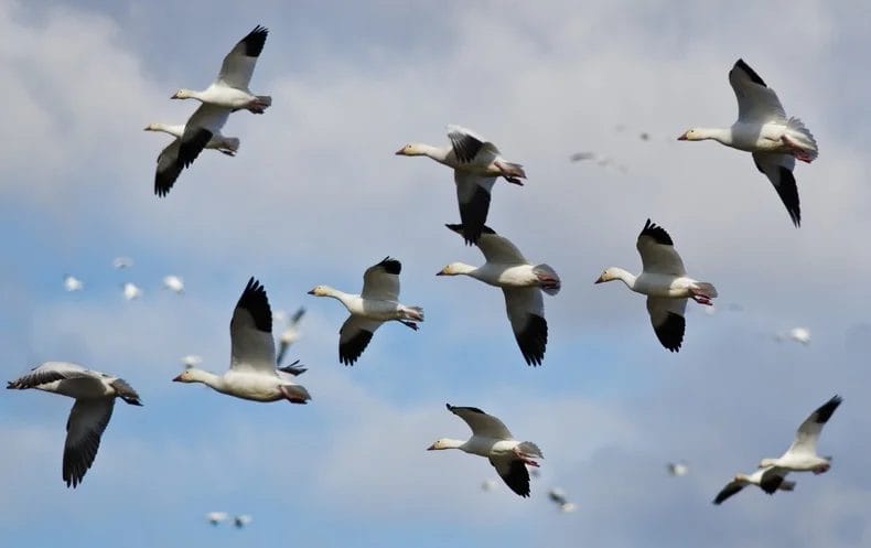 Bird Flying
