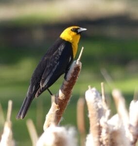 10 Yellow and Black Birds You Should Know