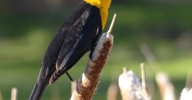 10 Yellow and Black Birds You Should Know