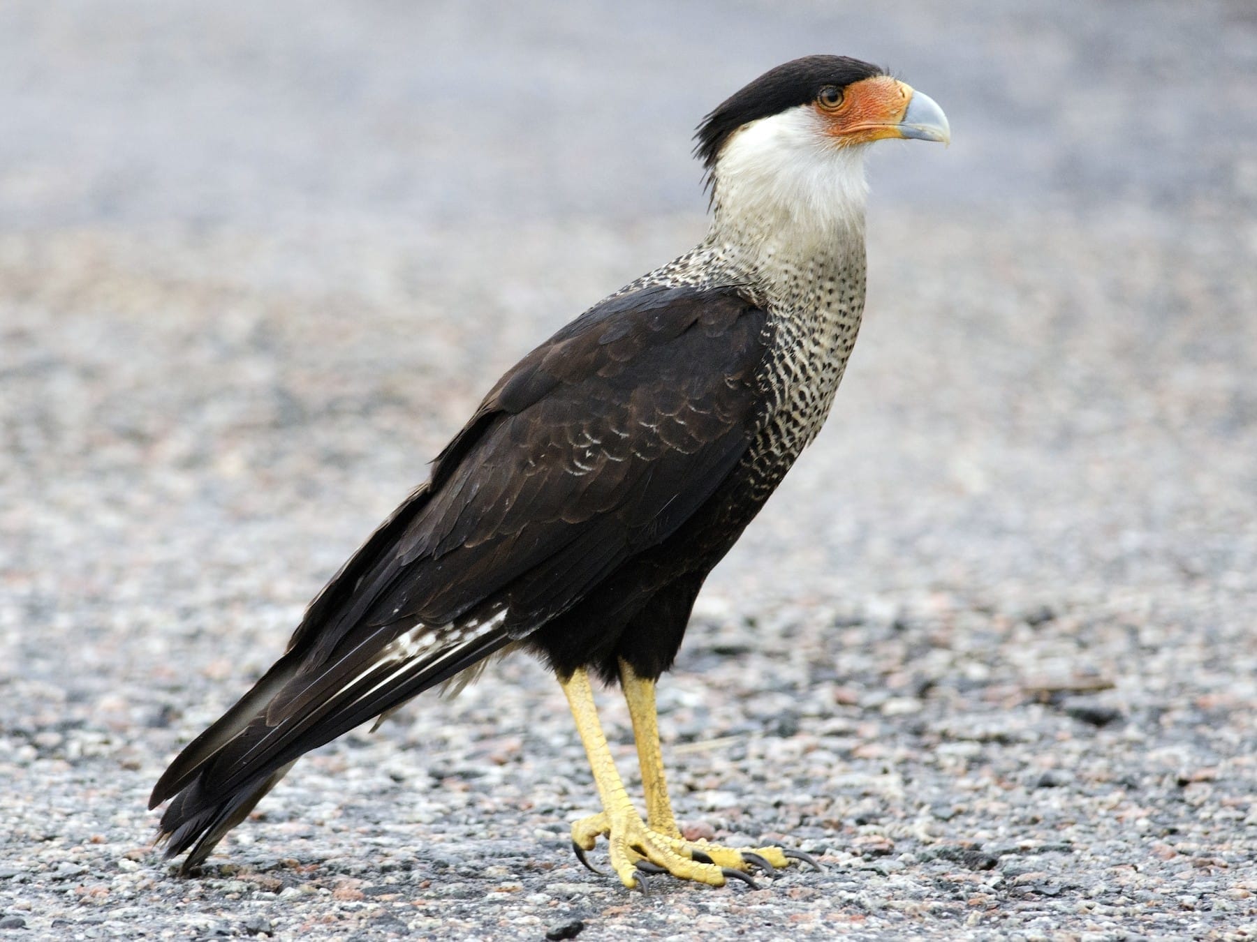 texas bird with yellow chest