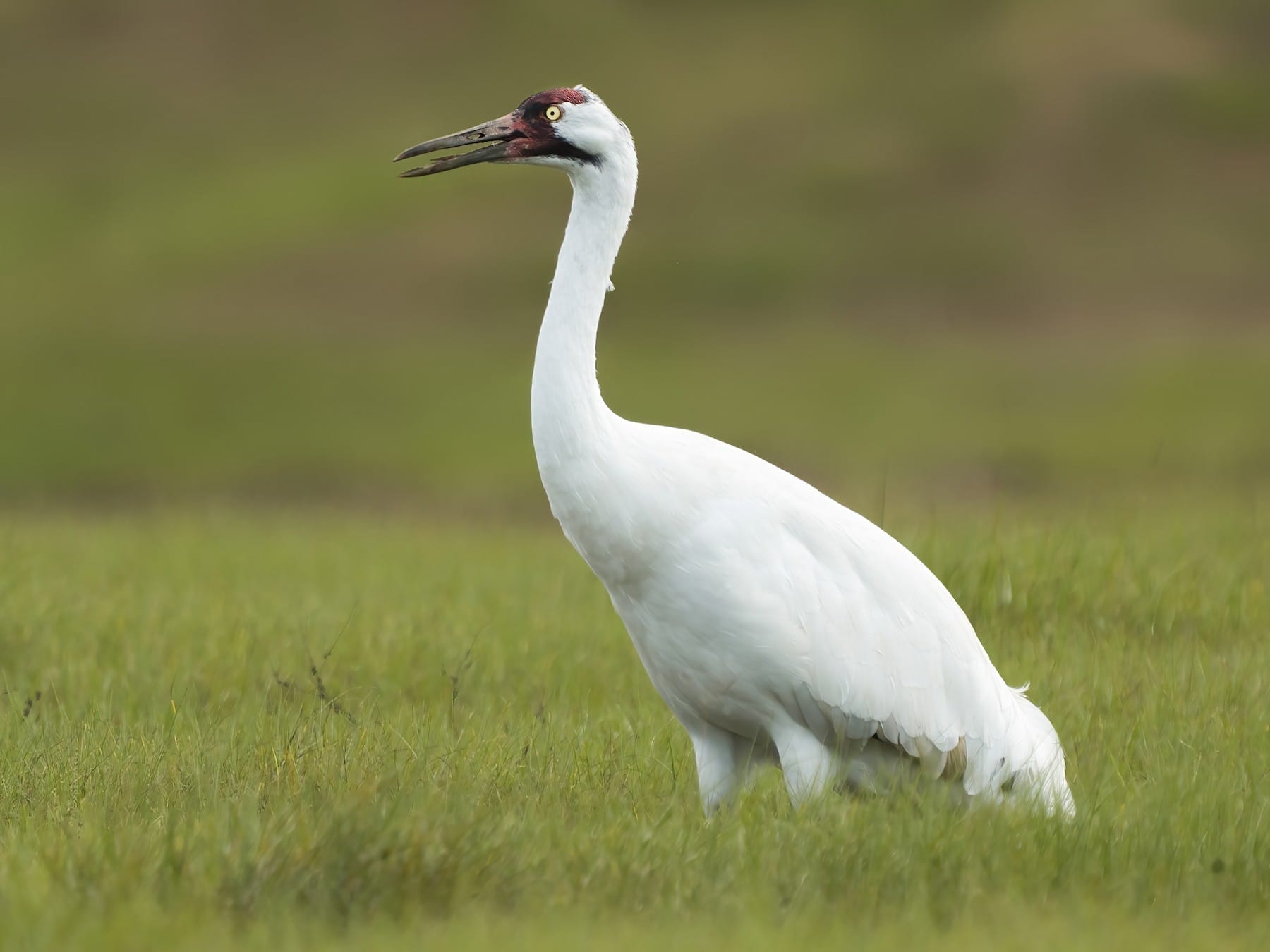 what is texas state bird