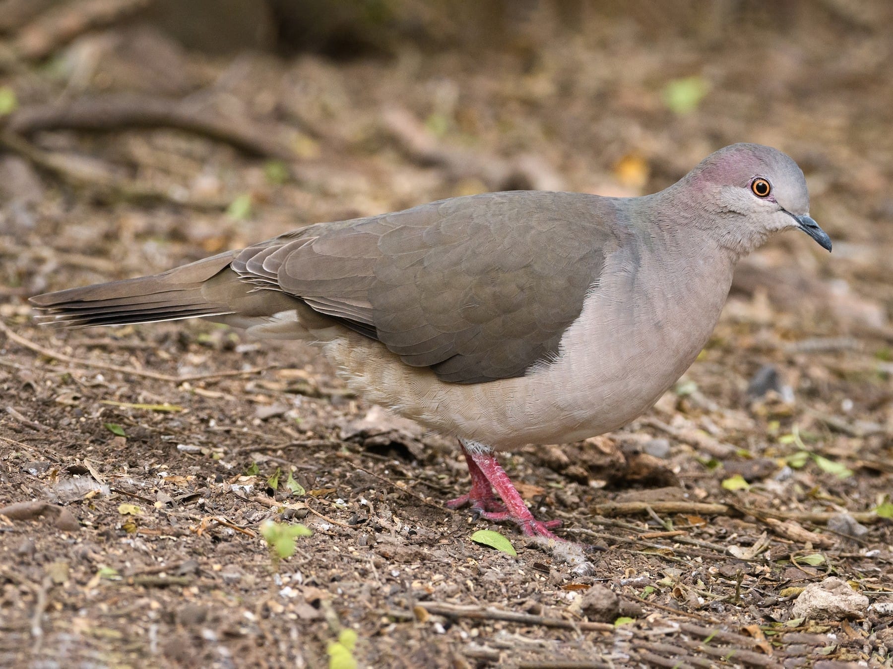 what's texas state birdtexas birds pictures