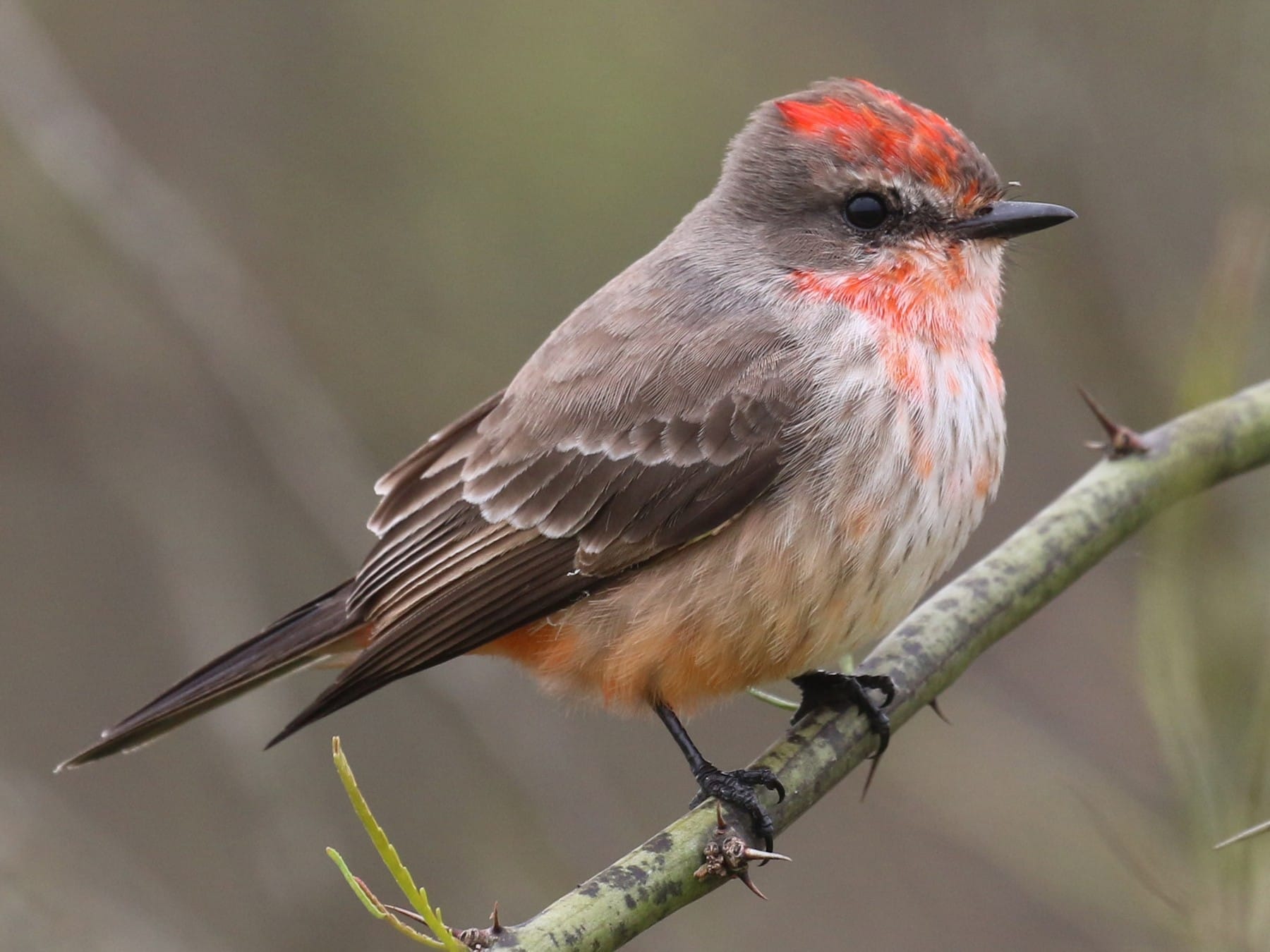 texas birds small