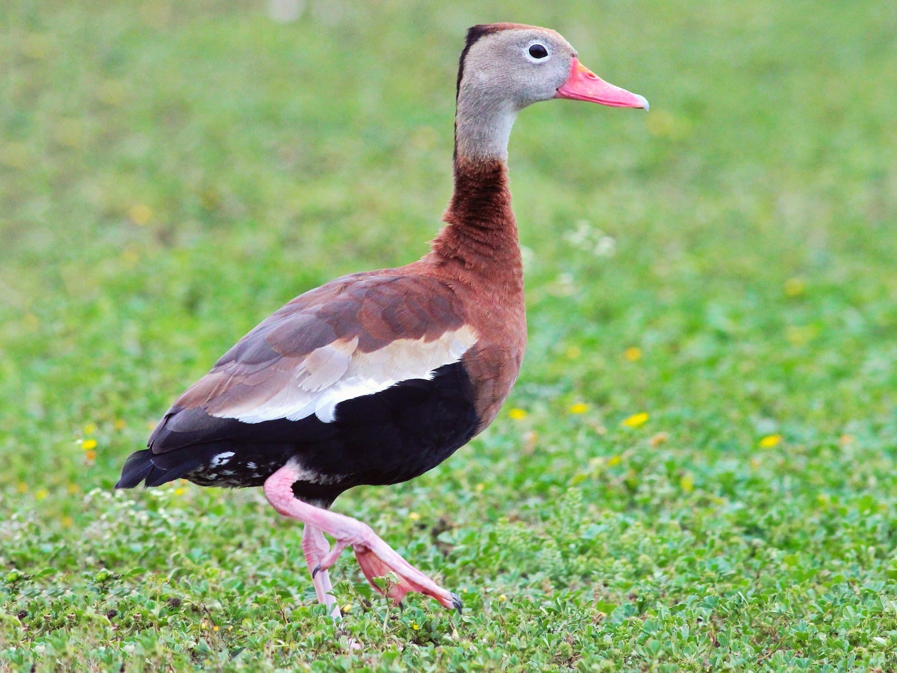 what's texas state birdtexas birds pictures