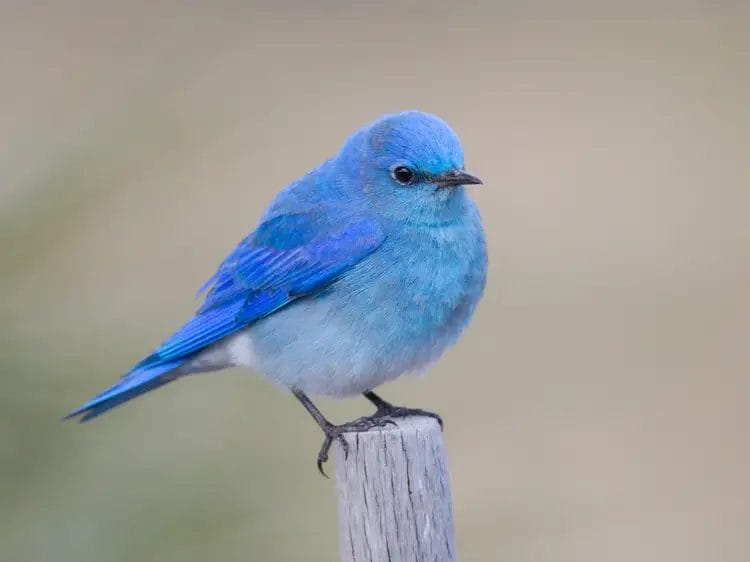 bluebirds in michigan winter