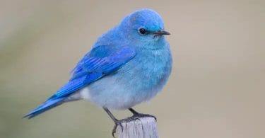 bluebirds in michigan winter