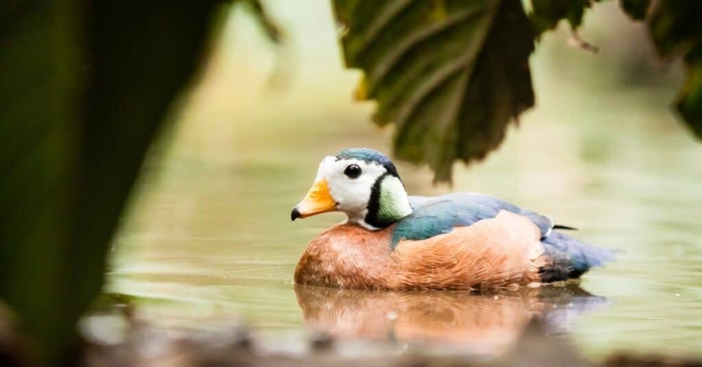 blue tropical bird,