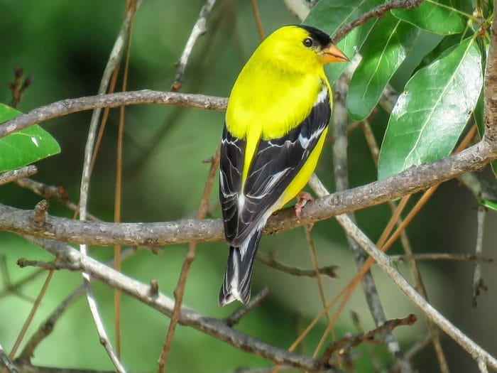 American Goldfinch Yellow and Black Bird