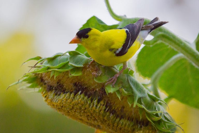 indiana dnr bird feeders