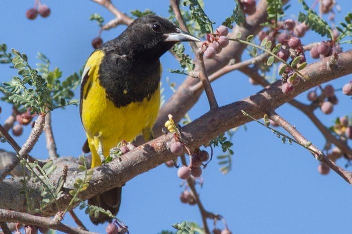 Scott’s Oriole Yellow and Black Bird Scott’s Oriole Yellow and Black Bird