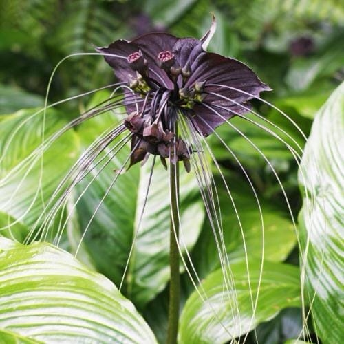 Bat Flower Bat Flower