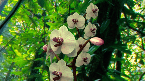 Bird Head Orchid Bird Head Orchid