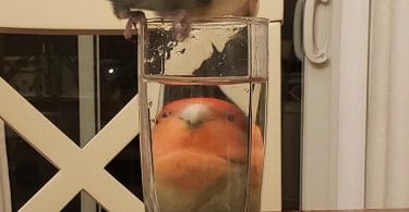 Birds Behind Glasses Of Water