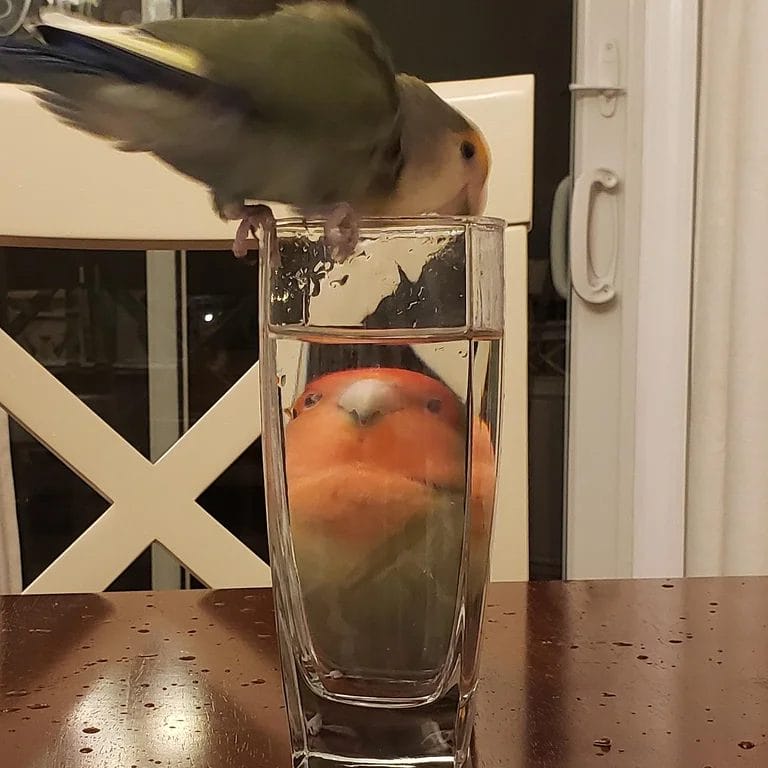 Birds Behind Glasses Of Water