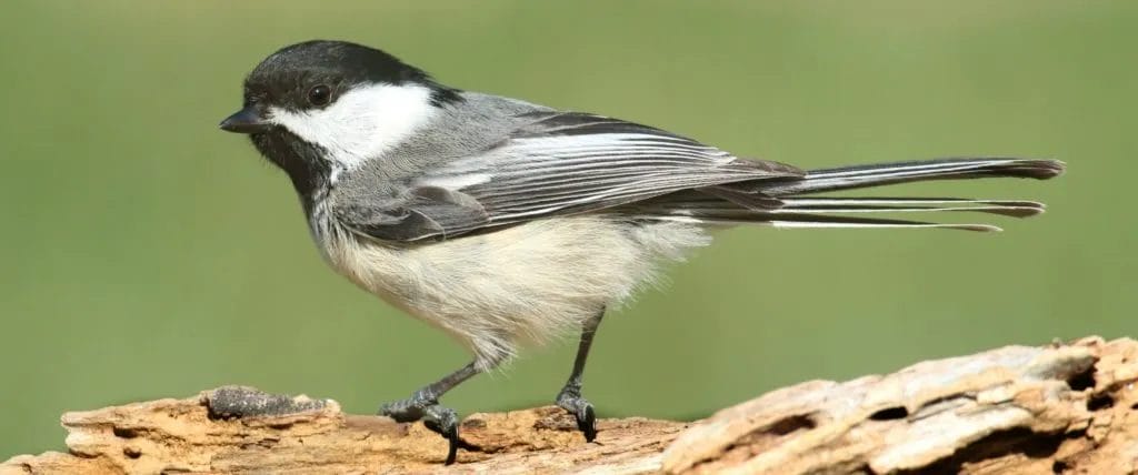 Black-capped Chickadee