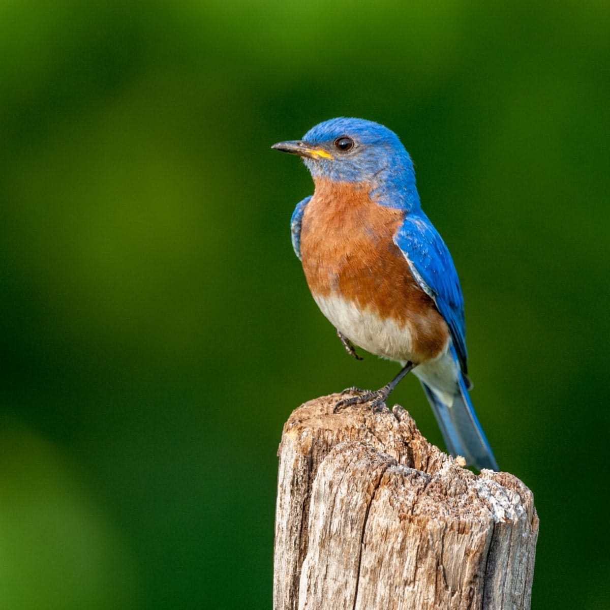 spiritual meaning blue bird