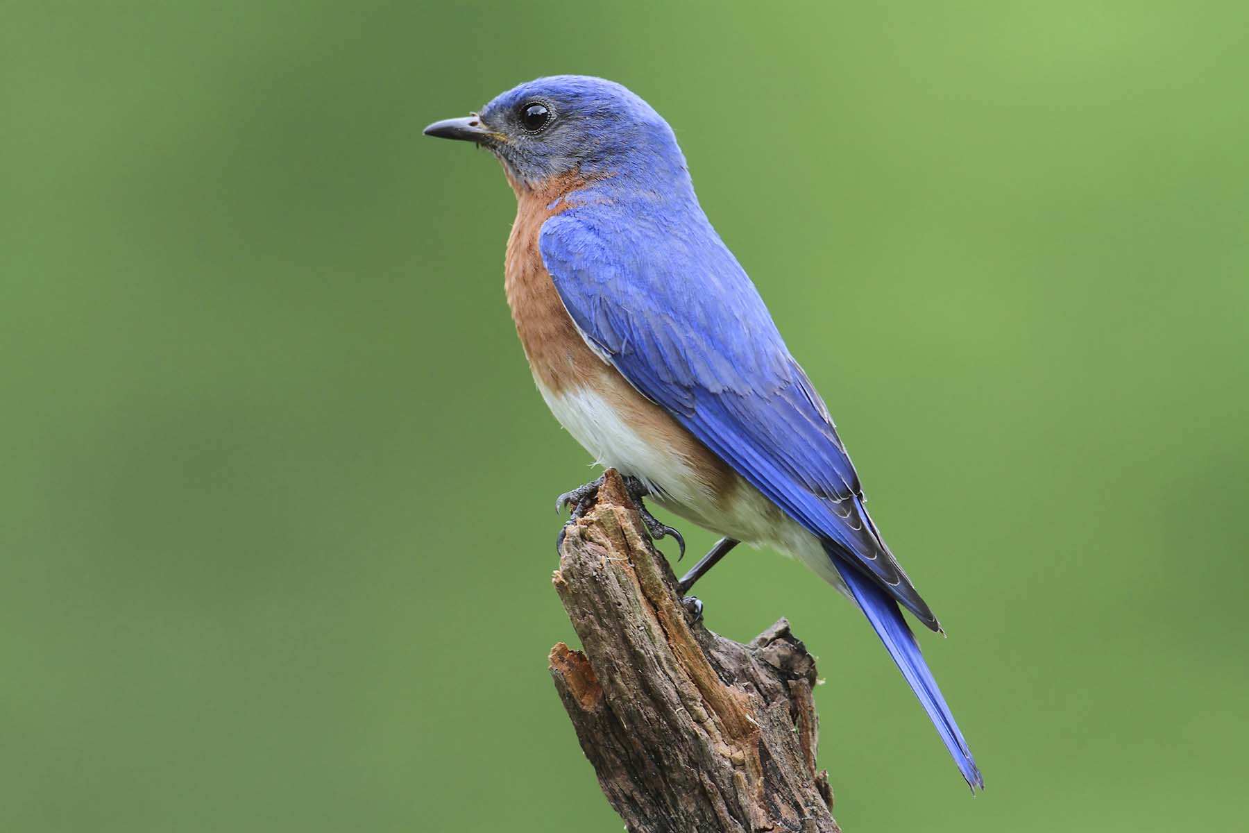 blue bird meaning