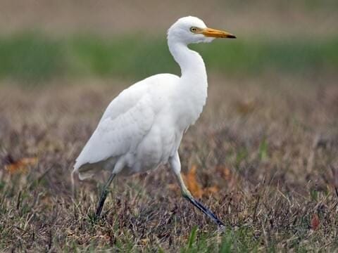 white birds in florida