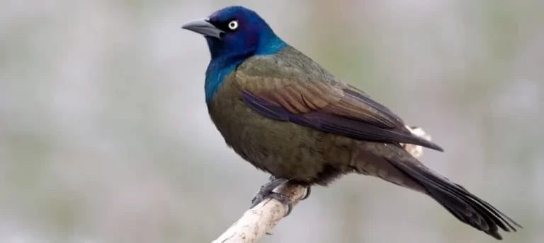 The 25 MOST Common Birds in Colorado
