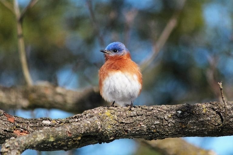 what is the state bird of south carolina