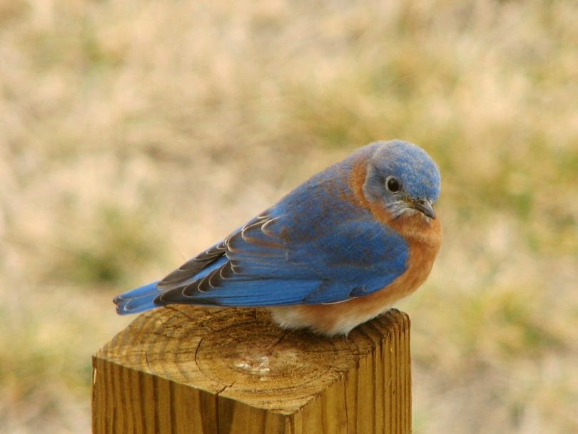 what does it mean when you see a blue bird