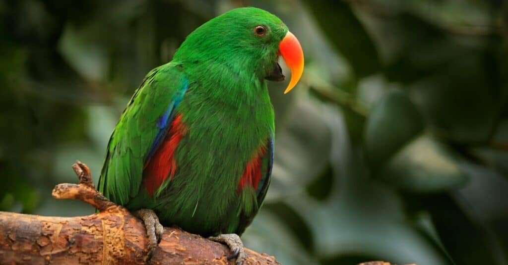 tropical birds of hawaii