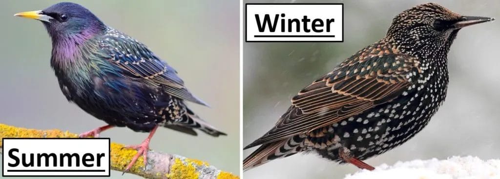 European Starling