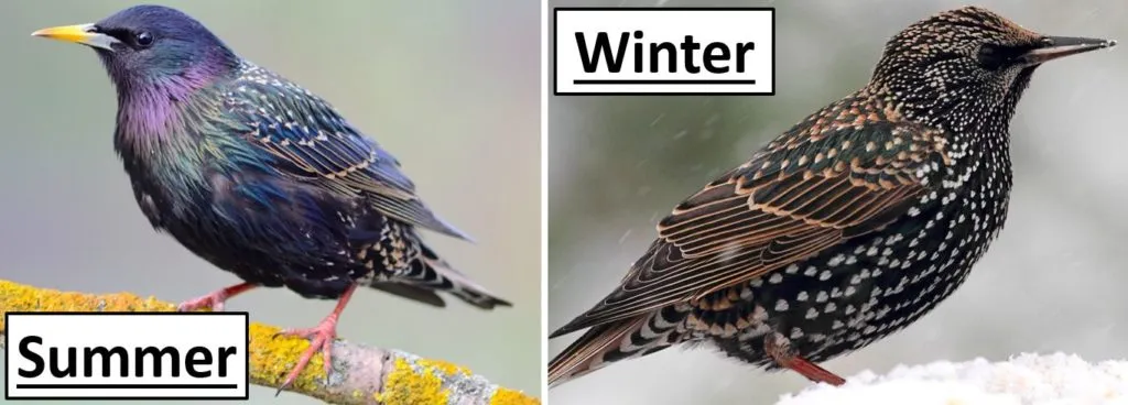 European Starling European Starling