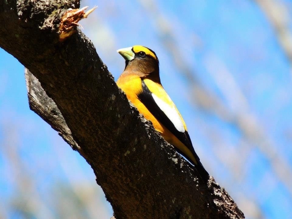 Evening Grosbeak Yellow and Black Bird Evening Grosbeak Yellow and Black Bird