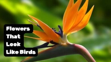 Flowers That Look Like Birds