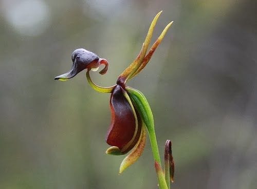 Flying Duck Orchid