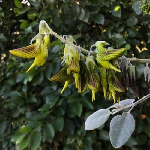 Green Birdflower