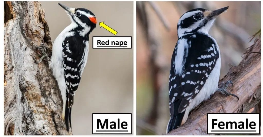 Hairy Woodpecker Hairy Woodpecker