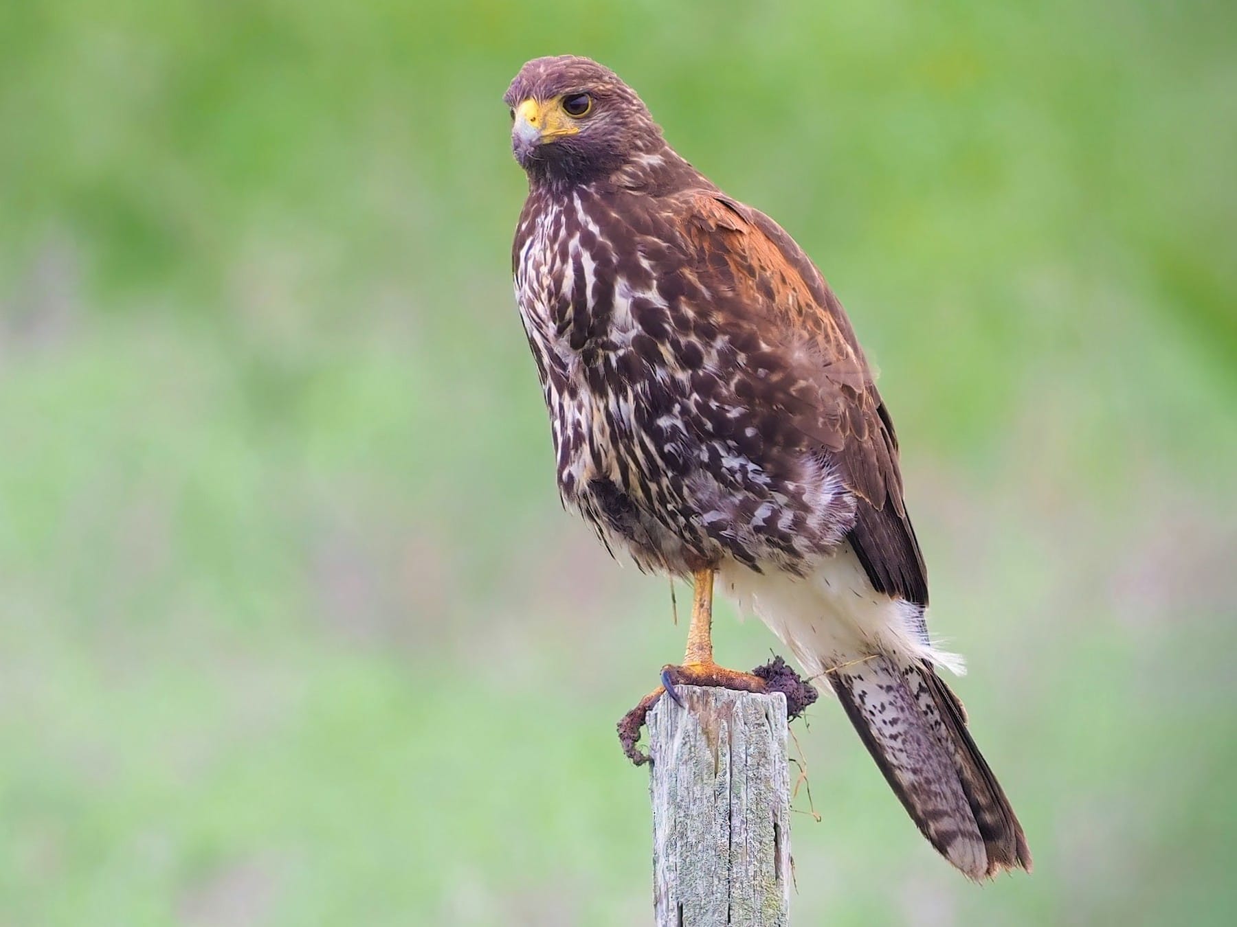 texas state bird