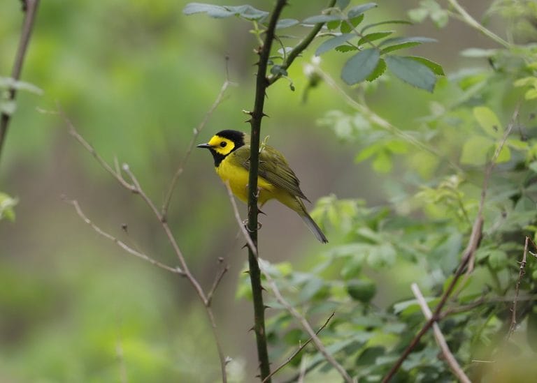 Hooded Warbler Yellow and Black Bird