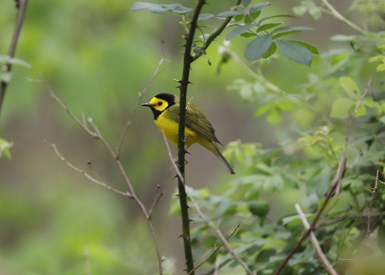 Hooded Warbler Yellow and Black Bird Hooded Warbler Yellow and Black Bird