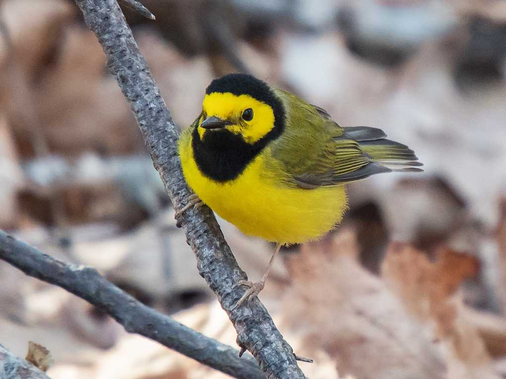 Magnolia Warbler 