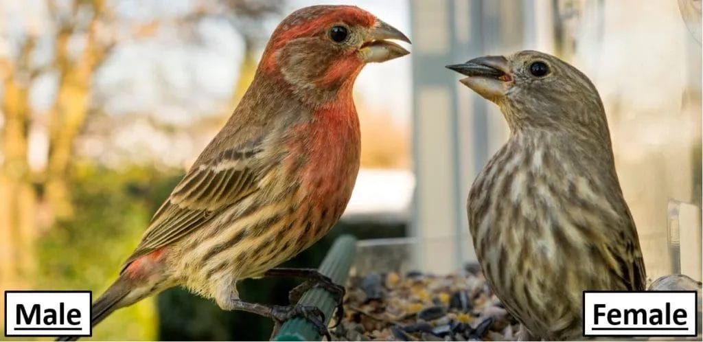 House Finch